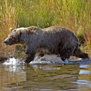 Grizzly streift am Flussufer entlang