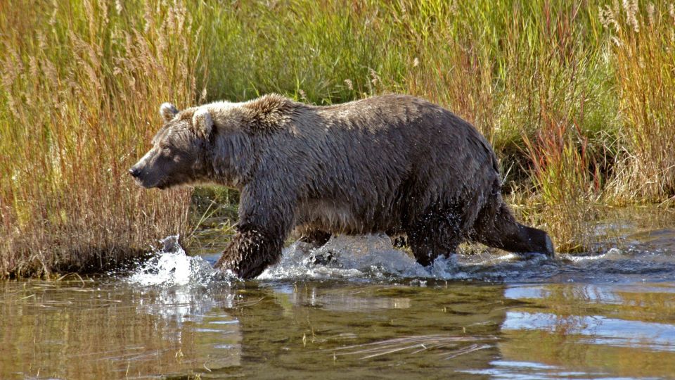 Grizzly streift am Flussufer entlang