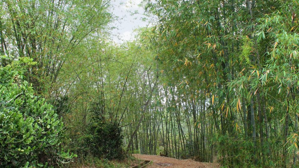 Bambuswald bei Mai Hich