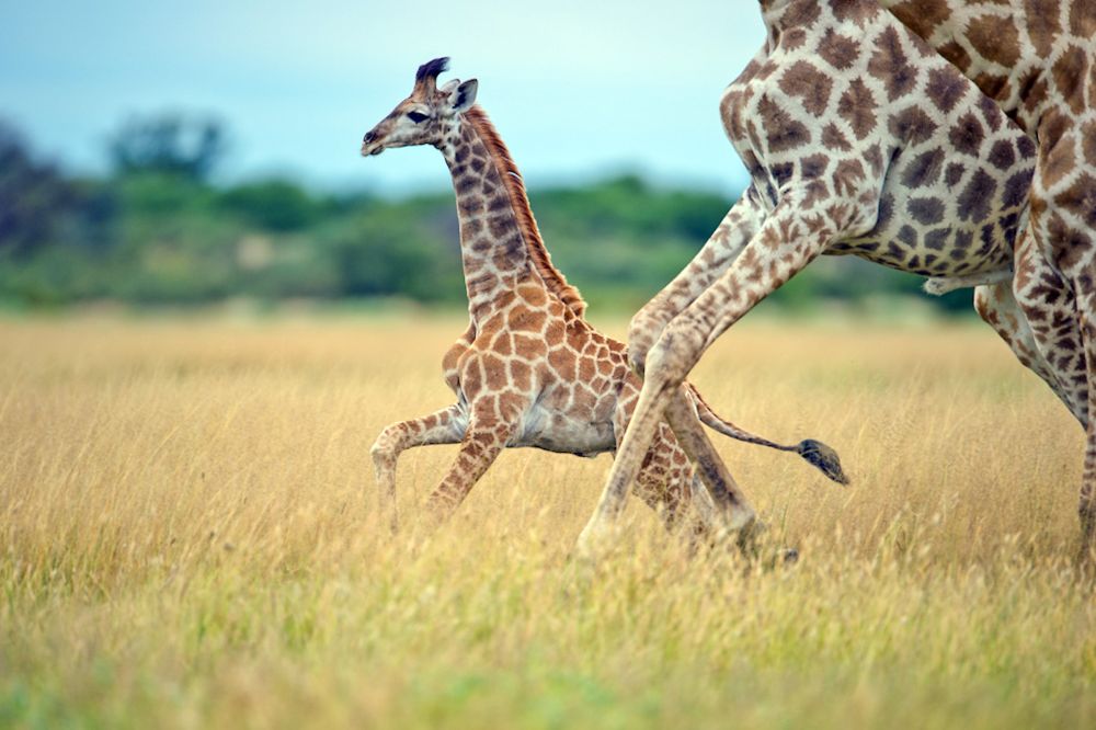 Giraffenlauf