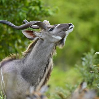 Kudu im Okavango-Delta