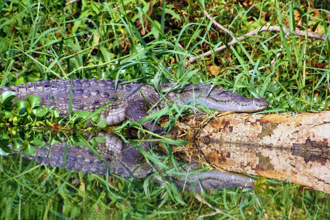 Krokodil im Chitwan-Nationalpark © Diamir