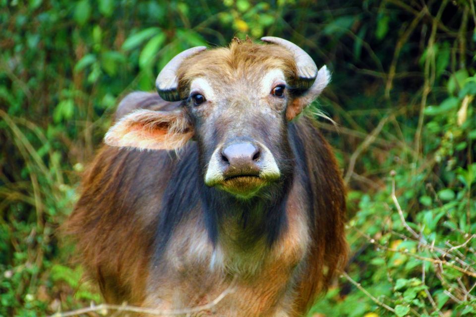 Wasserbüffel in der Annapurna-Region