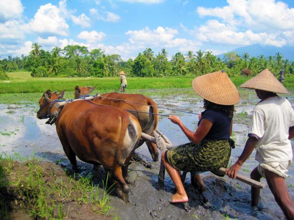 Farming Experience Bali © Diamir