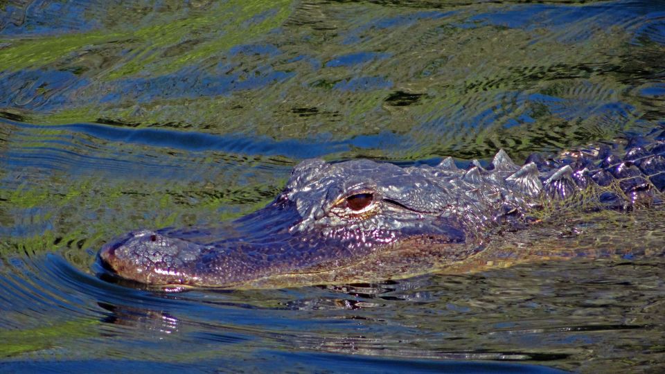 Ein Alligator auf der Pirsch