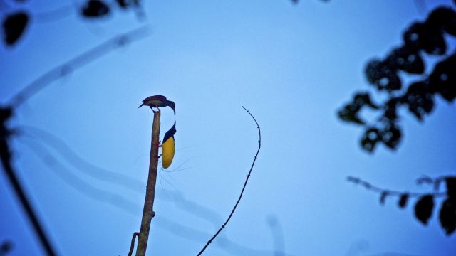 Pärchen des 12-Faden-Paradiesvogels beim Balztanz