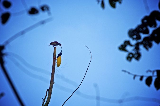 Pärchen des 12-Faden-Paradiesvogels beim Balztanz © Diamir