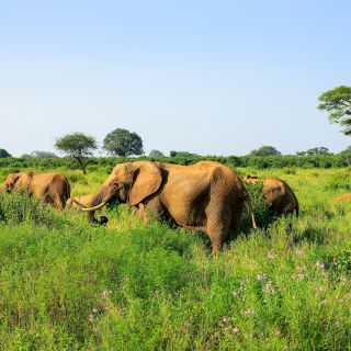 Elefanten im hohen Gras