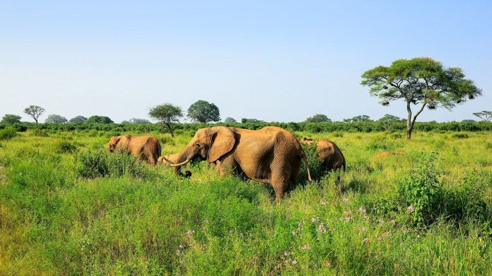Elefanten im hohen Gras