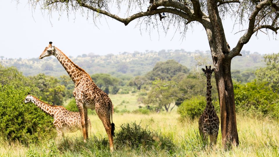 Eine Herde Giraffen im Schatten
