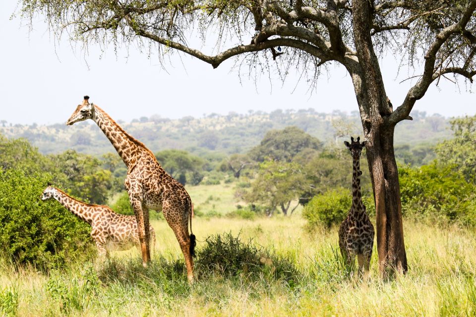 Eine Herde Giraffen im Schatten
