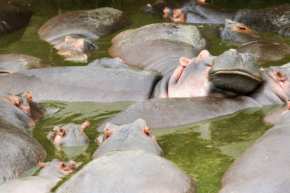Flusspferde müssen sich in der Trockenzeit dicht aneinander drängen
