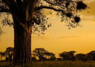 Baobabs im Abendlicht