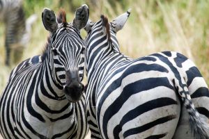 Zebras im Detail