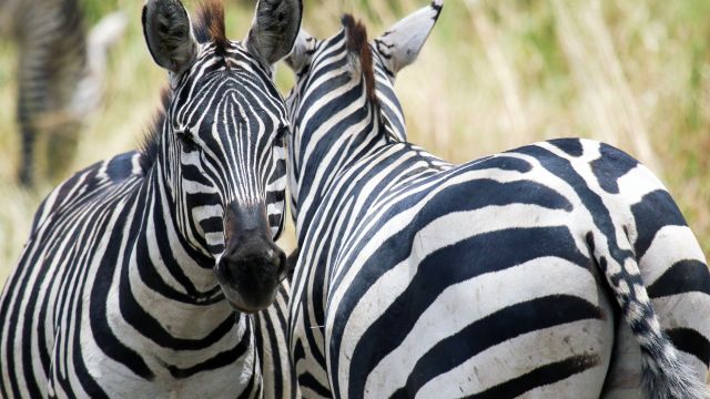 Zebras im Tarangire