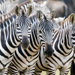 Eine Herde Zebras