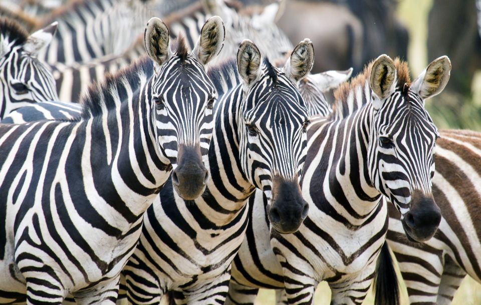 Eine Herde Zebras