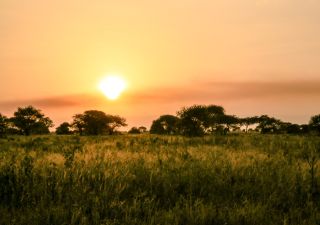 Ein afrikanischer Sonnenuntergang in der Savanne