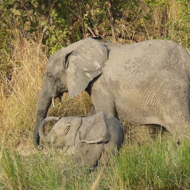 Pendjari, Nationalpark, Elefanten