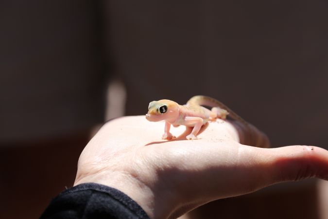 Palmato Gecko © Diamir