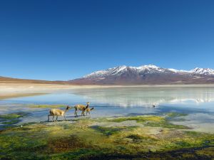 Vicuñas an einer Lagune