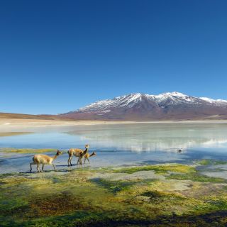Vicuñas an einer Lagune
