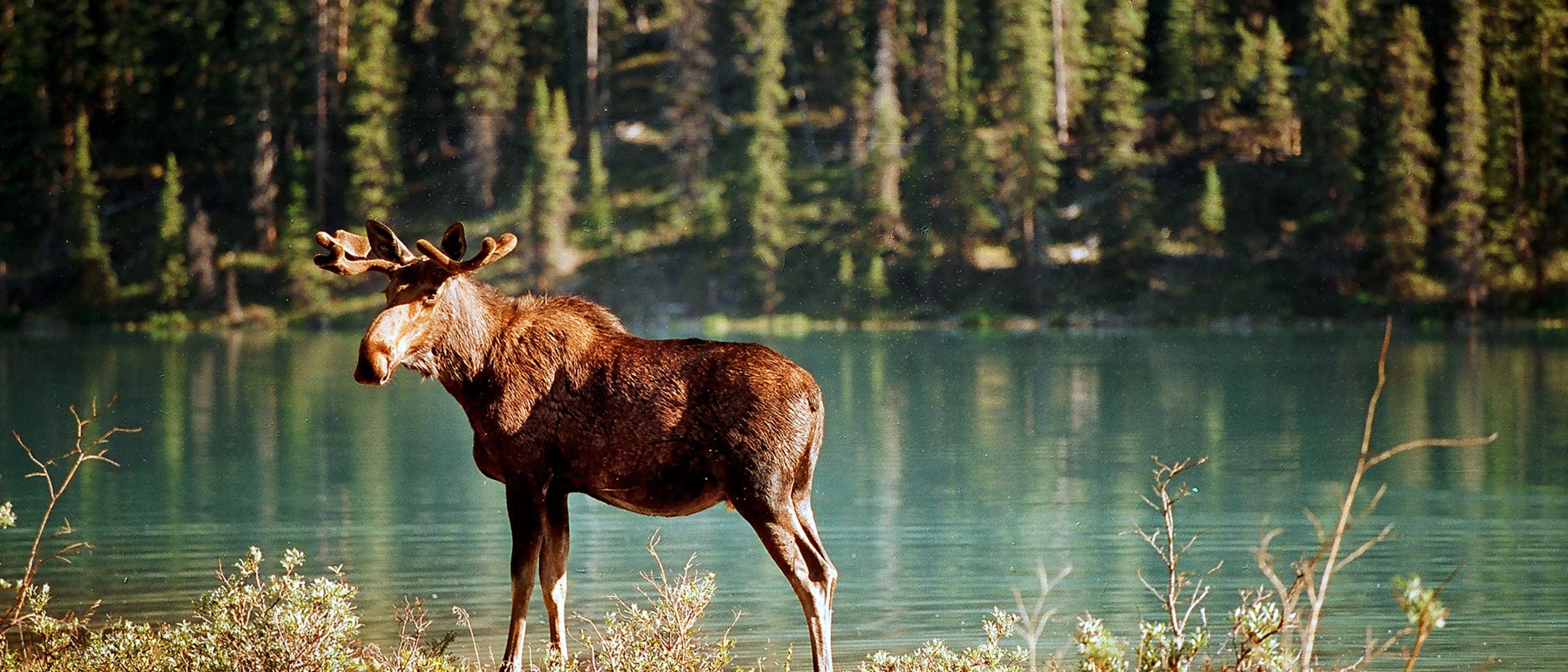 In den Nationalparks Westkanadas kann man überall Elchen begegnen