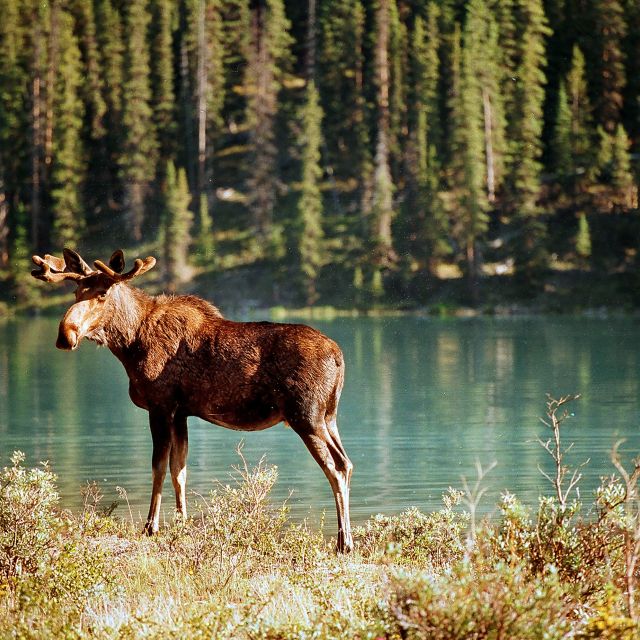 In den Nationalparks Westkanadas kann man überall Elchen begegnen