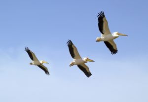 Pelikane im Djoudj Nationalpark
