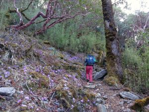 Rhododendren-Wald von Gopte