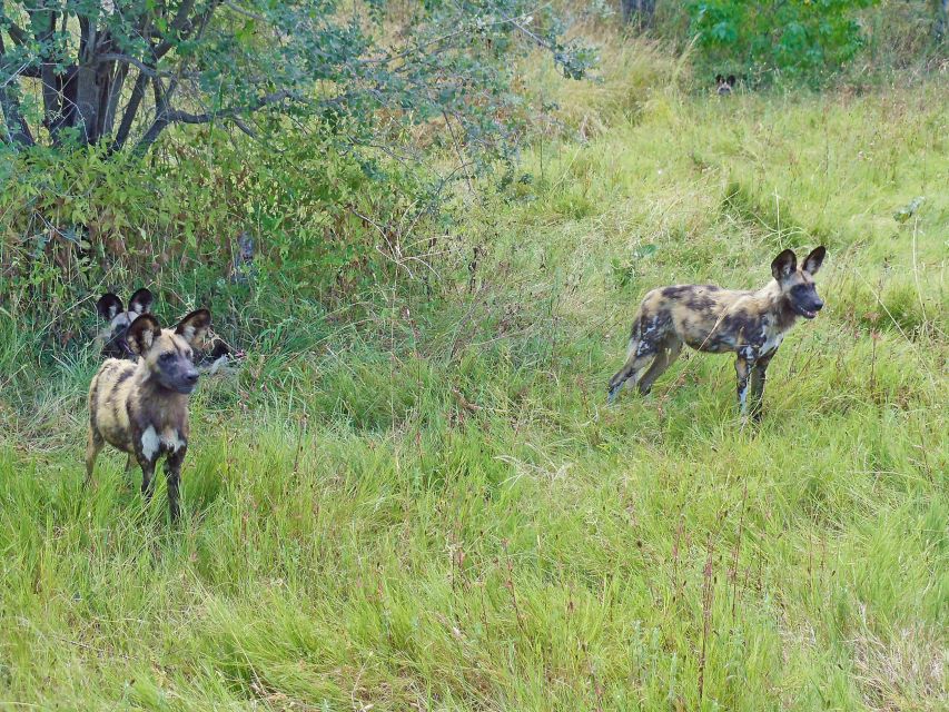 Wildhunde im Okavango Delta