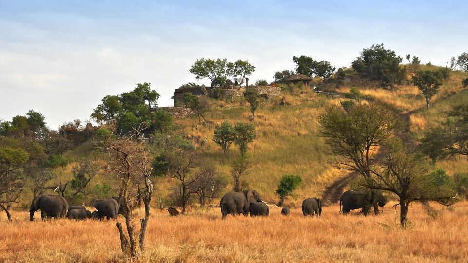 Elefanten im Busch beim Grumeti Hills