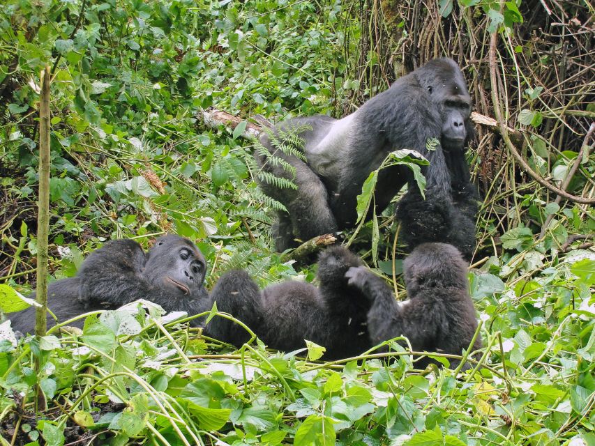 Flachlandgorillas im Kahuzi Biega Nationalpark