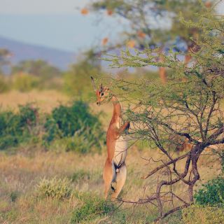 Gerenuk im Samburu Reservat