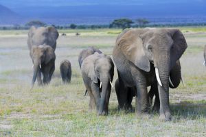Elefantenherde im Amboselil Nationalpark