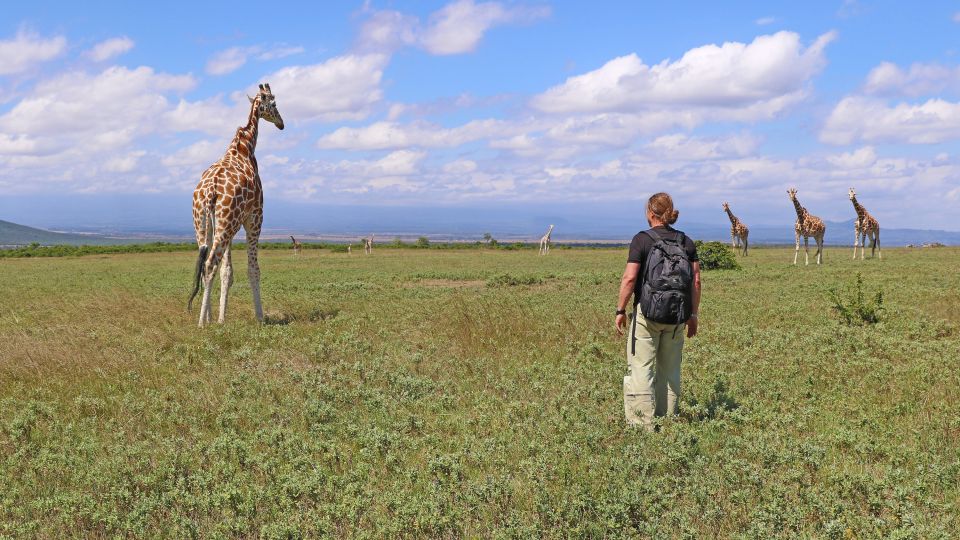 Giraffenwanderung beim Aberdare-Nationalpark