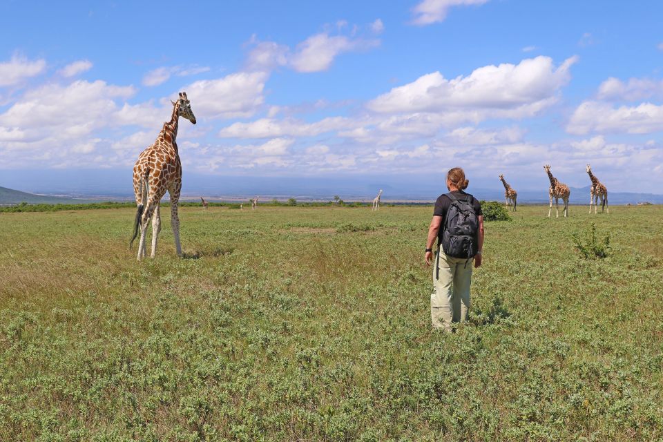 Giraffenwanderung beim Aberdare-Nationalpark
