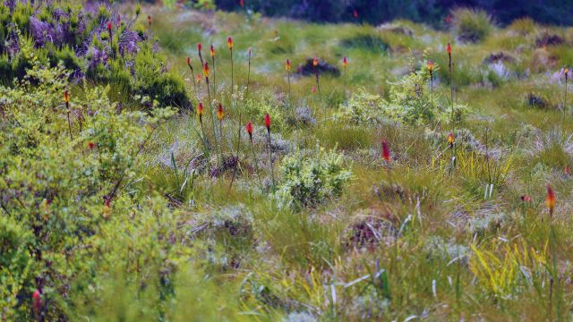 Fackellilien im Nationalpark Aberdare