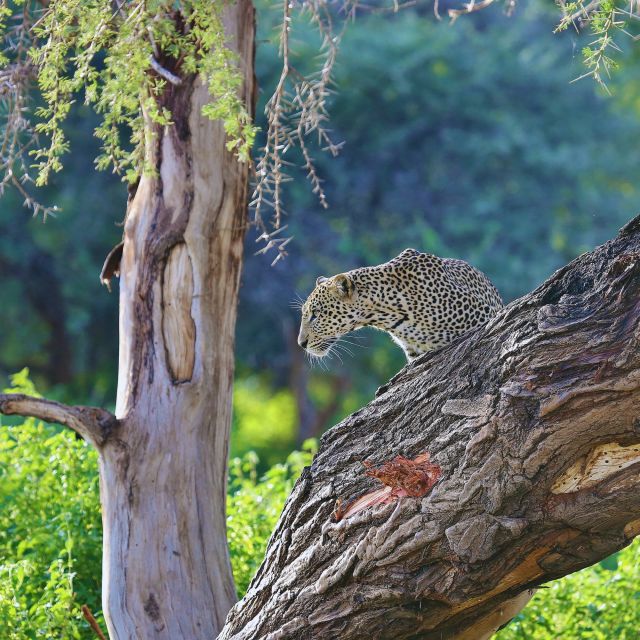 Ein Leopard im Samburu-Reservat