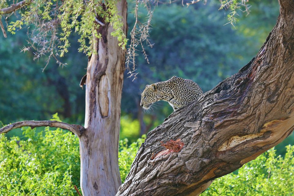 Ein Leopard im Samburu Reservat