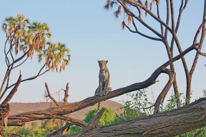 Ein Leopard posiert auf einem Baum im Samburu Reservat © Diamir