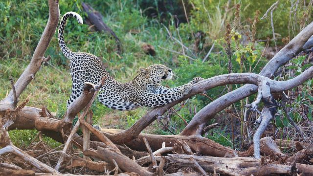 Ein Leopard im Samburu