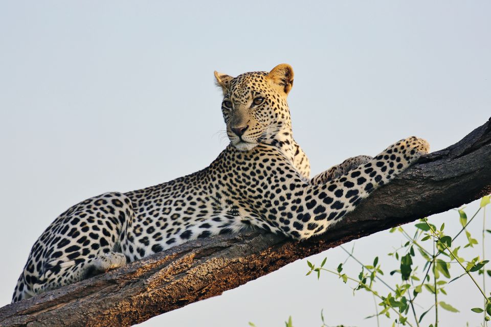 Ein Leopard posiert auf einem Baum