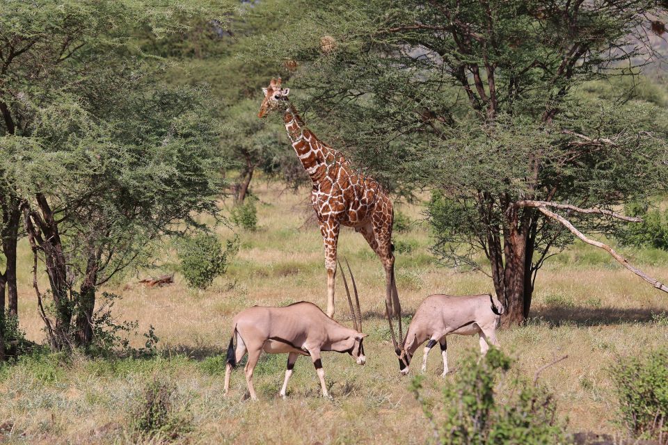 Oryx und Giraffe im Samburu Reservat