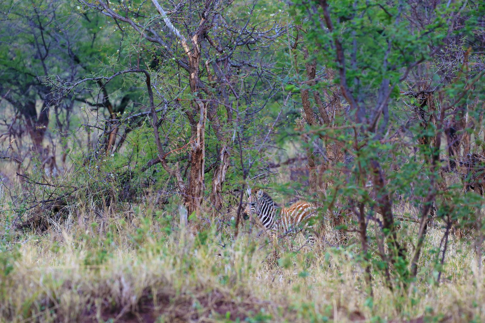 Gut versteckt bringt Sicherheit. Hier ein junges Zebra mitten im Gestrüpp. Solche Aufnahmen muss man mit manueler Focuseinstellung aufnehmen, um diesen Effekt erzielen zu können. Manchmal braucht es mehrere Versuche, bis die Schärfe dann doch richtig sitz