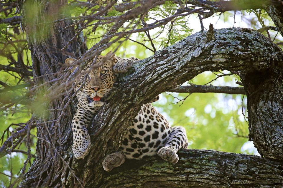 Dieser Leopard ist satt