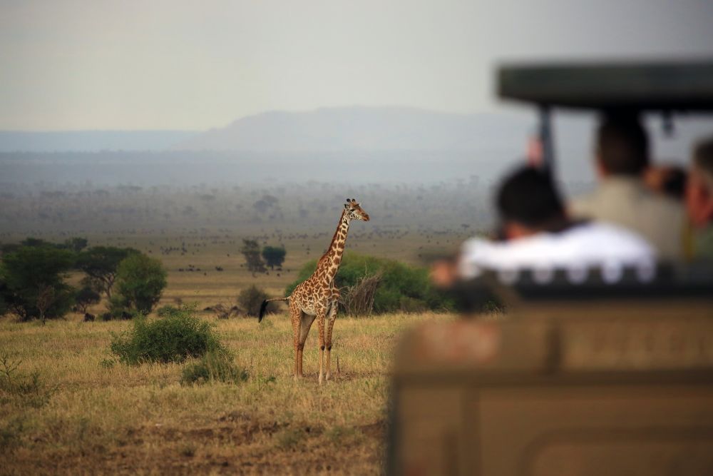 Tiefenschärfe im Einsatz! Hier wird der Fotograf im anderen Fahrzeug einfach unscharf abgebildet und die Giraffe in der Ferne der Serengeti scharf. Das bringt Tiefe ins Motiv und zeigt natürlich obendrein auch noch die unendliche Ausdehnung der Serengeti,