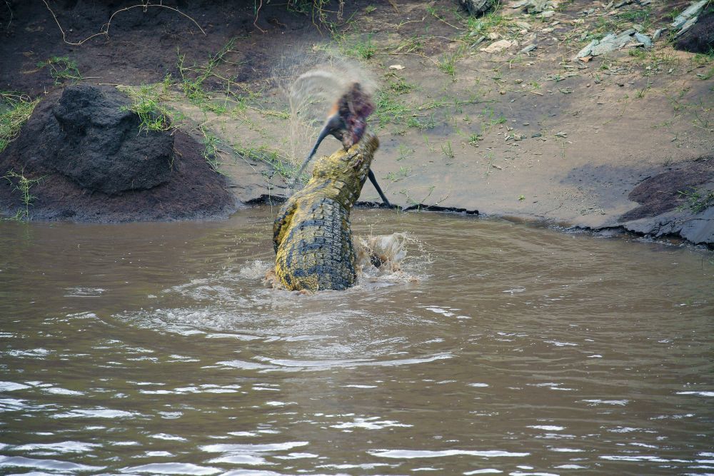 Nicht schön, aber schön dynamisch…. Dieses Krokodil zerfetzt seine Beute in handliche Stücke, einfach durch schnelle Bewegungen und unter Zuhilfenahme der Wasseroberfläche. Beeindruckender Moment einer Fotoreise, auch wenn das Licht und das Umfeld nicht