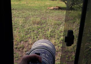 Arbeitsbedingungen auf einer Fotoreise in der Serengeti. Zwei Löwen sitzen im Schatten eines Strauches und laben sich am gerissenen Zebra. Nun ist es die Herausforderung des Fotografen, im richtigen Moment und den richtigen Bildausschnitt auswählend, ein