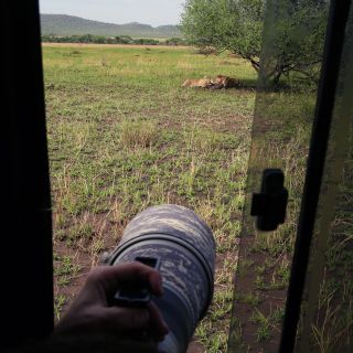 Arbeitsbedingungen auf einer Fotoreise in der Serengeti. Zwei Löwen sitzen im Schatten eines Strauches und laben sich am gerissenen Zebra. Nun ist es die Herausforderung des Fotografen, im richtigen Moment und den richtigen Bildausschnitt auswählend, ein